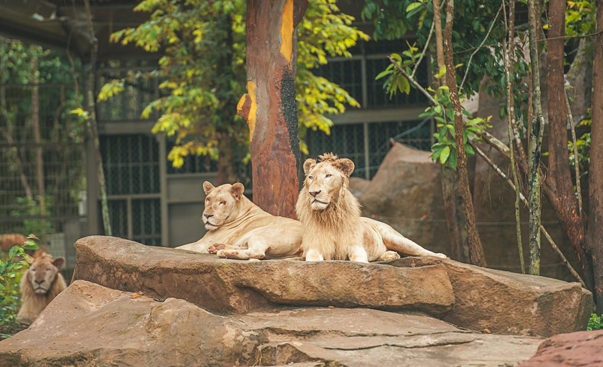 사자