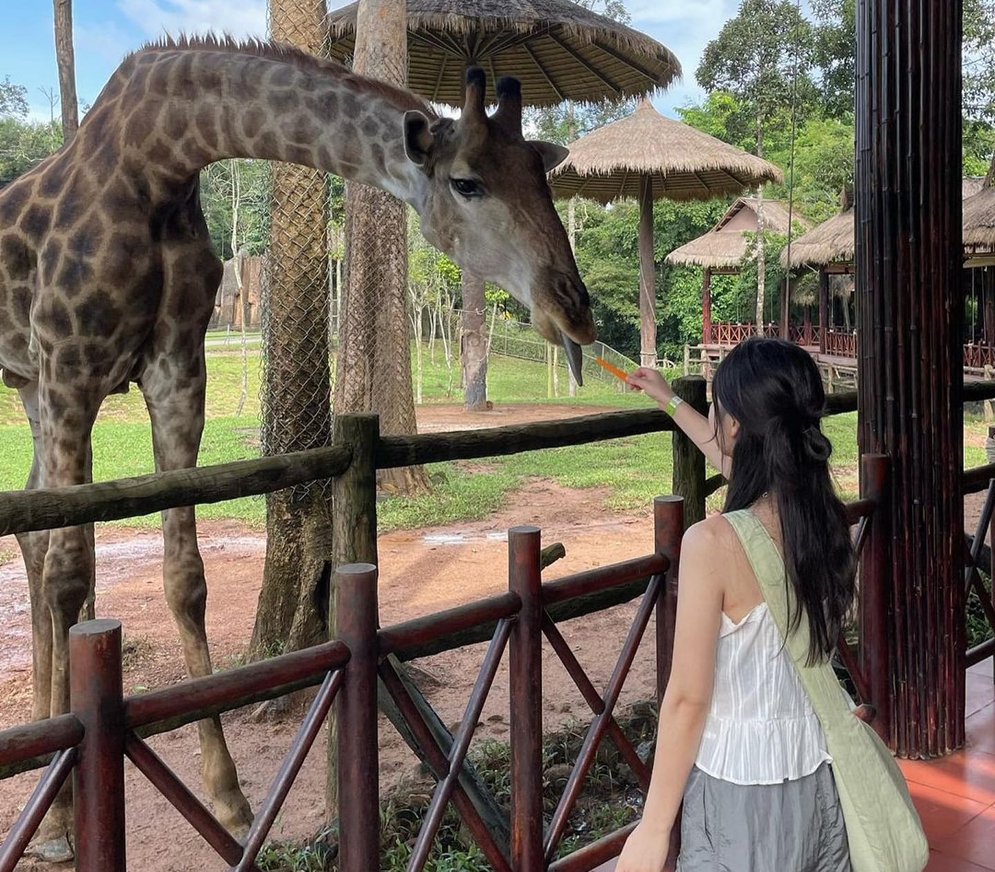 기린 먹이 주기